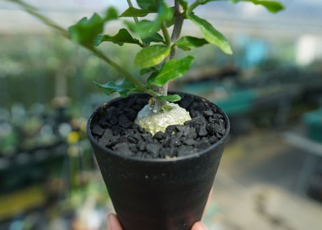フォッケア　エデュリス　”火星人”　Fockea edulis  No.3