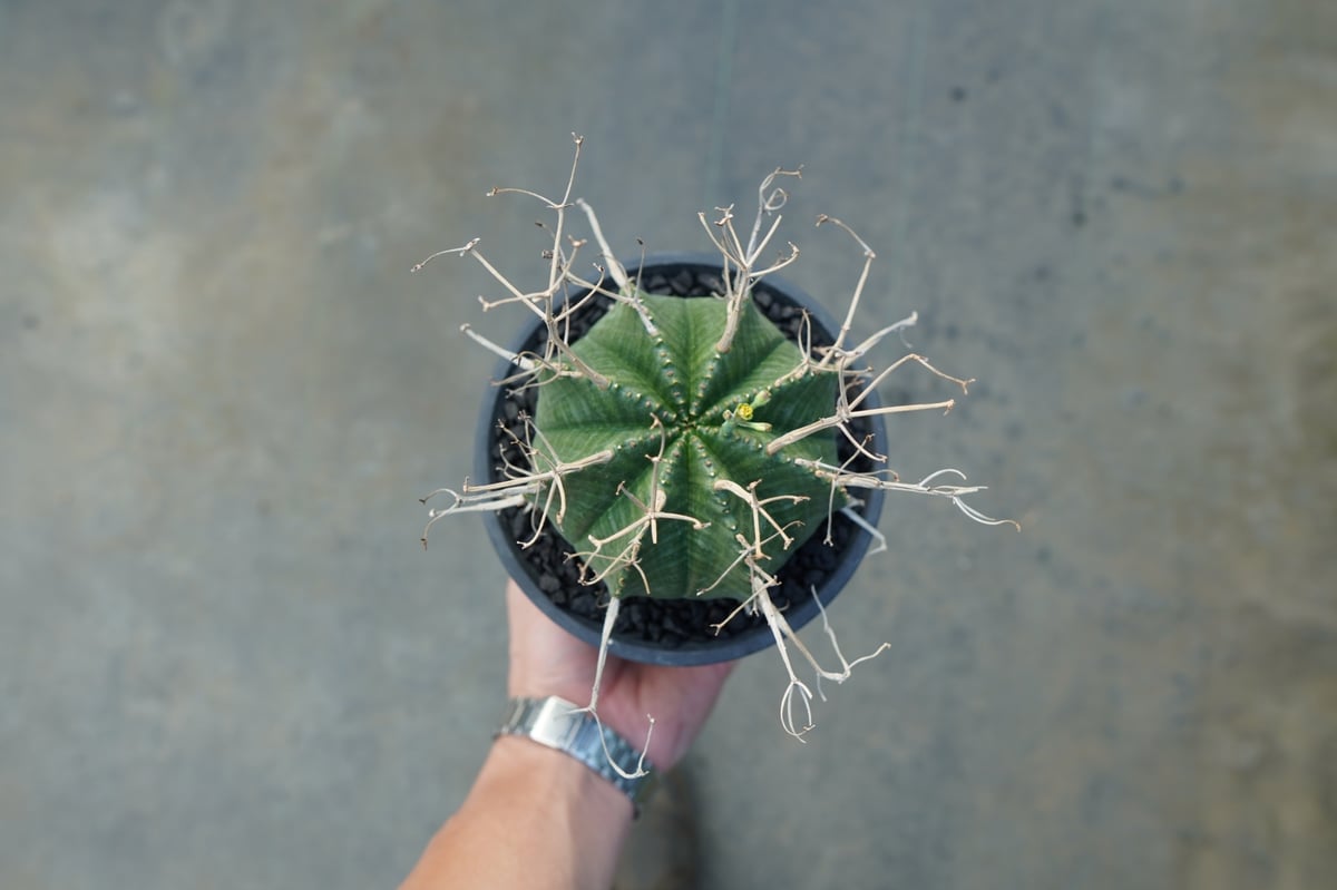 ユーフォルビア スーパーバリダ Euphorbia super valida No.1 |