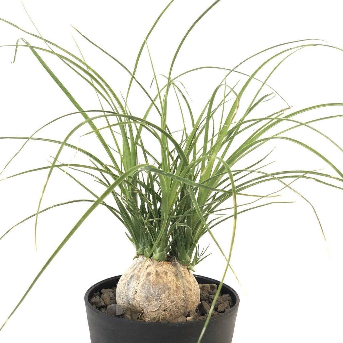 現品 トックリラン ノリナ 斑入り 31番 観葉植物 ドライガーデン 希少