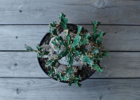ユーフォルビア　クラビゲラ　Euphorbia clavigera