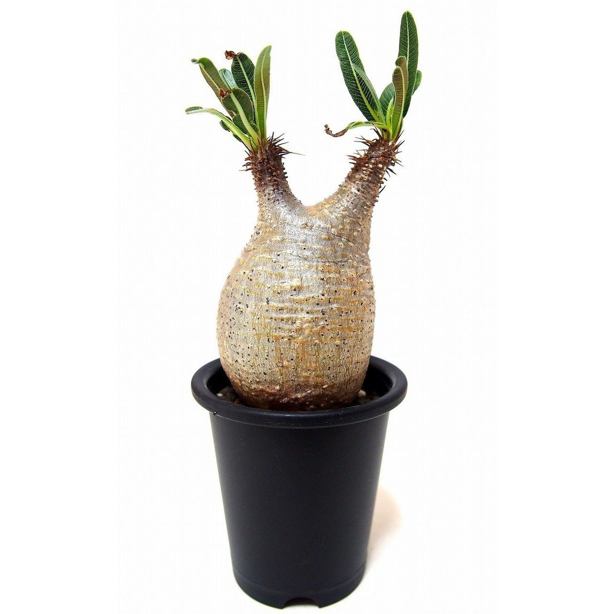 Pachypodium Gracilius パキポディウム グラキリス №7 little