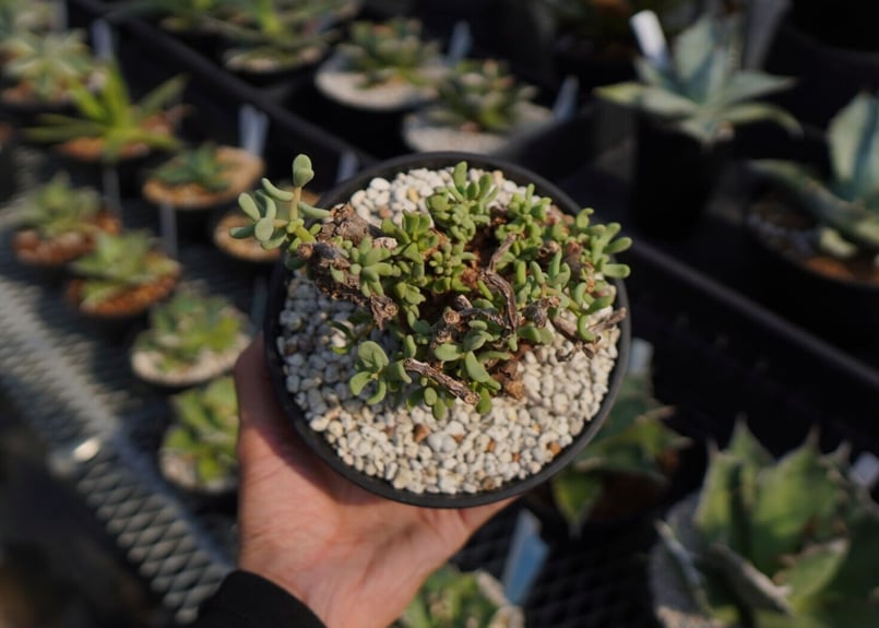 ケラリア ピグマエア Ceraria pygmaea No.2 | mana's farm: