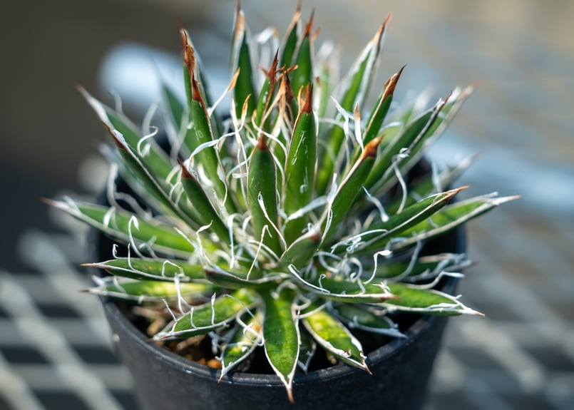 アガベ フィリフェラ シディゲラ agave filifera ssp. schidigera