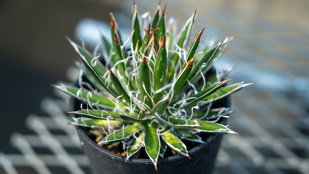 アガベ フィリフェラ シディゲラ agave filifera ssp. schidigera