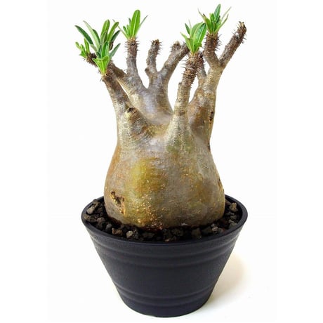 STORES 塊根植物の検索結果