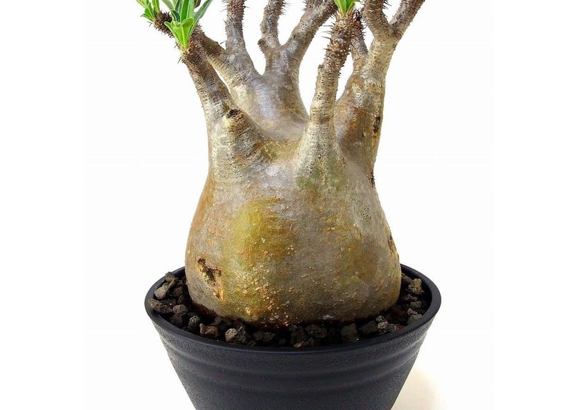 パキポディウム グラキリス 塊根植物pachypodium パキポディウム グラキリス Pachypodium gracilius 発根済 (gk-49