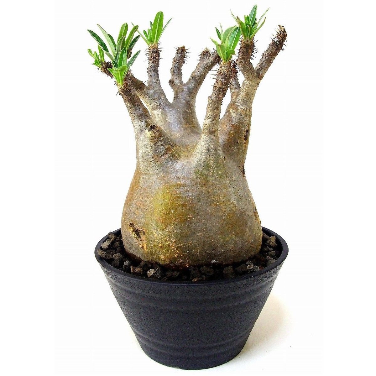 パキポディウム グラキリス Pachypodium gracilius ⑤ Pachypodium Gracilius パキポディウム グラキリス №5 | mana