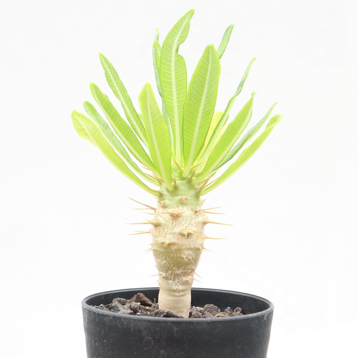 パキポディウム アンボンゲンセ 実生 №6 | mana's farm:塊根植物