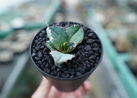 アガベ　チタノタ　 ブラックアンドブルー 　Agave titanota black and blue　No.5