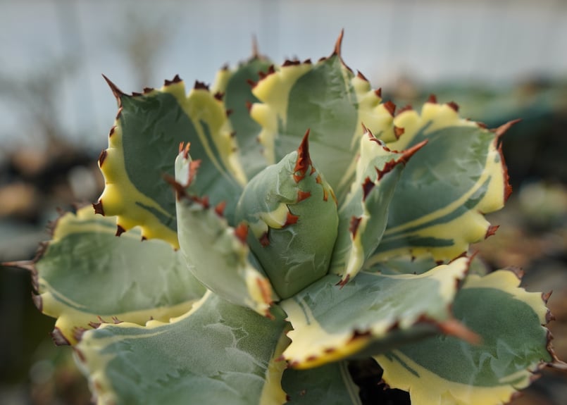 アガベ 兜蟹錦 連棘 Agave isthmensis “Kabutogani” varieg