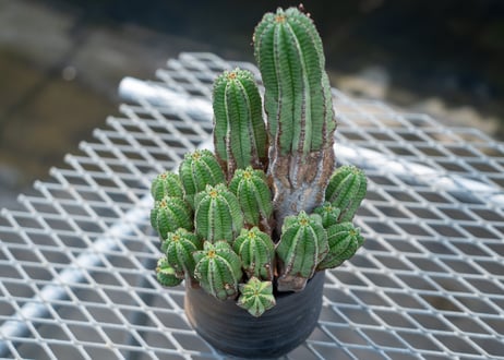 ユーフォルビア　アノプリア　Euphorbia anoplia