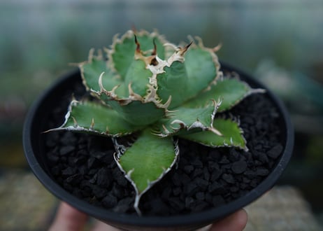 アガベ　チタノタ　フィリグリー　agave titanota filigree　No.5