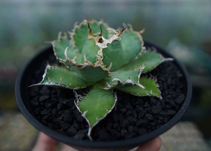 アガベ チタノタ フィリグリー agave titanota filigree No.5 |