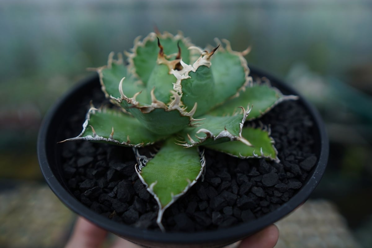 アガベ チタノタ フィリグリー agave titanota filigree No.5 | アガベ チタノタ フィリグリー agave titanota filigree No.5 |