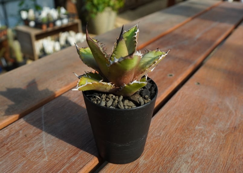 アガベ　チタノタ　黒武士 アガベ チタノタ 黒武士 Agave titanota