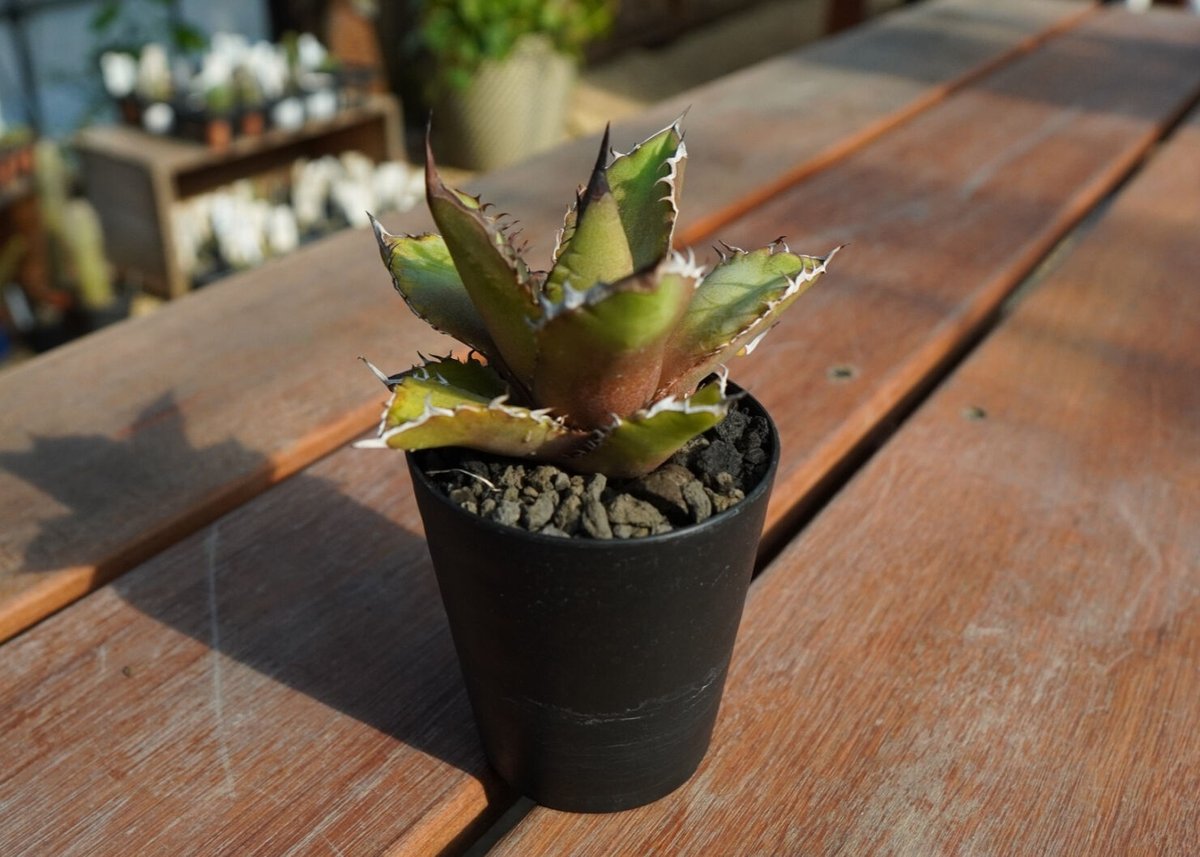 アガベ チタノタ 黒火焔 Agave titanota Black fire | mana'