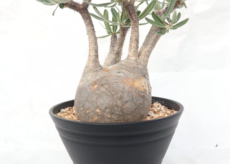 パキポディウム グラキリス No.133 | mana 