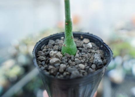 アデニア　グラウカ　Adenia Glauca　No.4