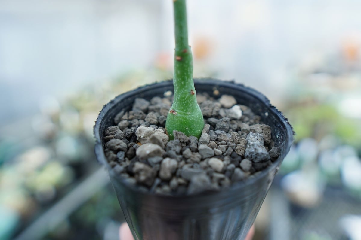 アデニア グラウカ Adenia Glauca No.4 | mana's farm:塊根植物