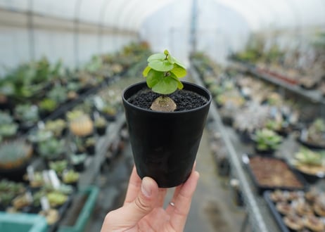 亀甲竜　Dioscorea elephantipes