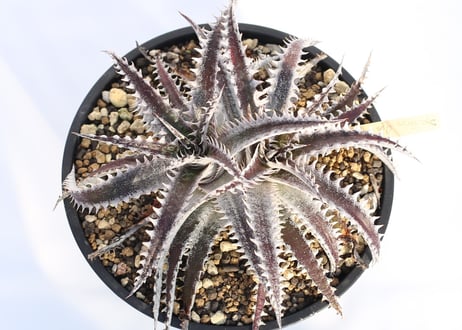 Dyckia  Gray Ops x HH