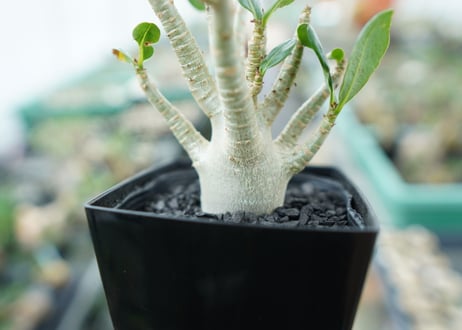 アデニウム　Adenium　No.3