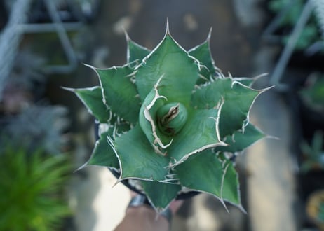 アガベ　チタノタ　FO-76　agave titanota  FO-76　A3