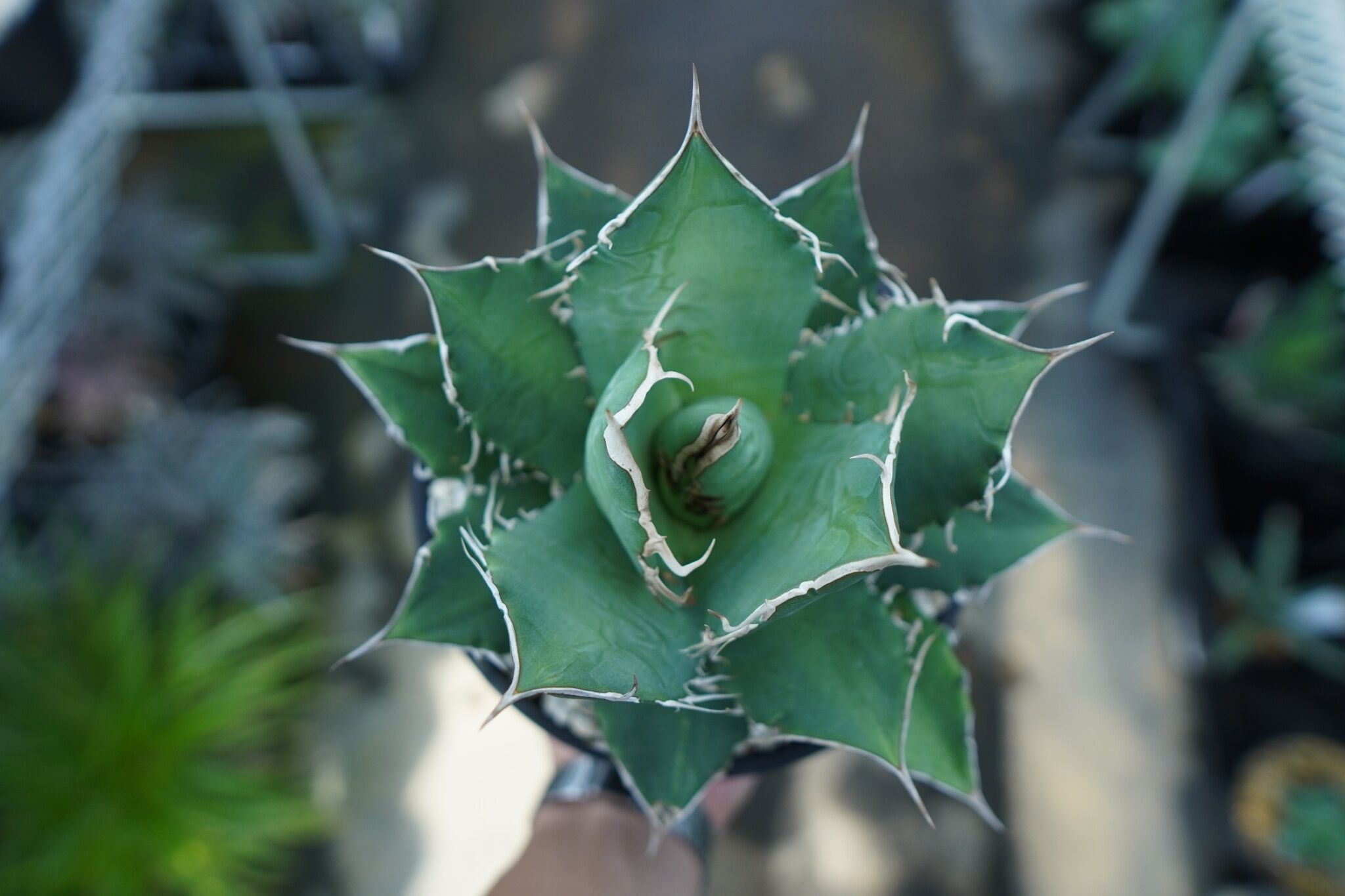 アガベ チタノタ FO-76 agave titanota FO-76 A3 | mana'