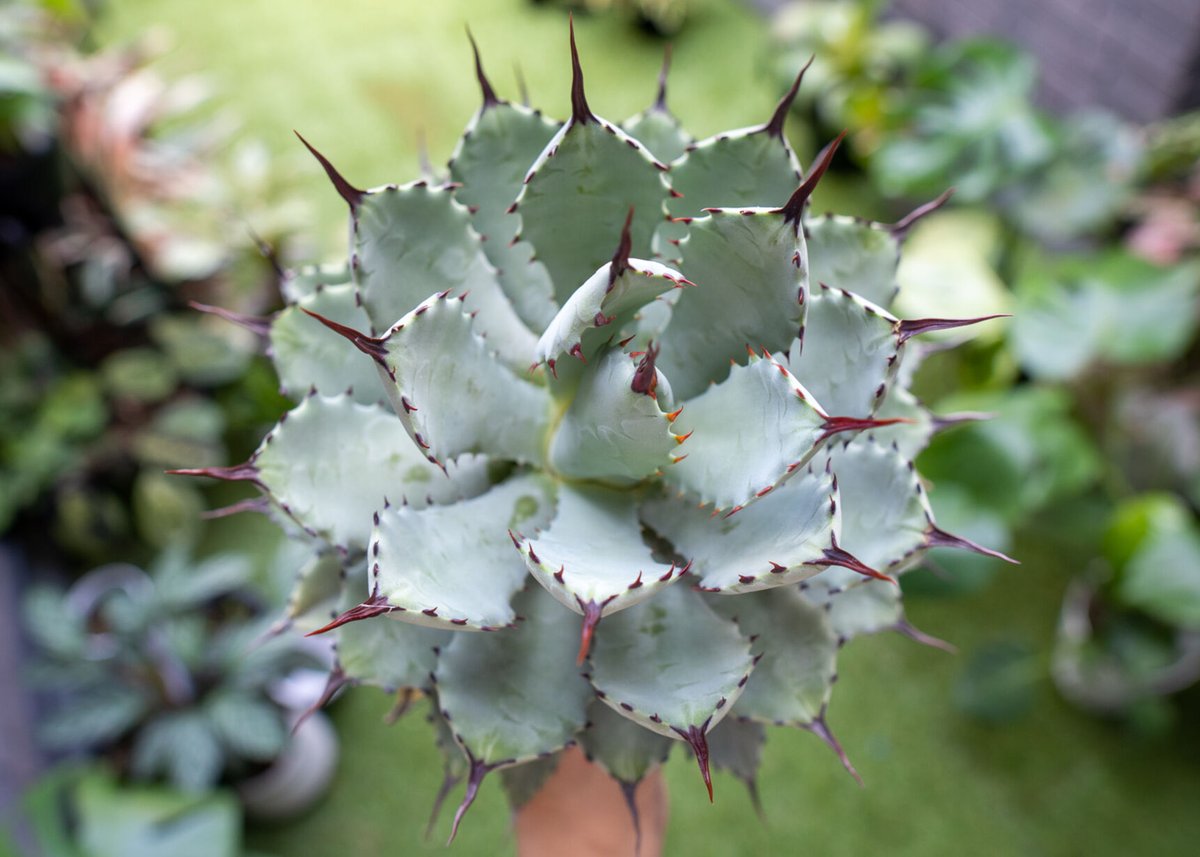 Agave macroacantha x Potatorum 中 NO.2 | mana's