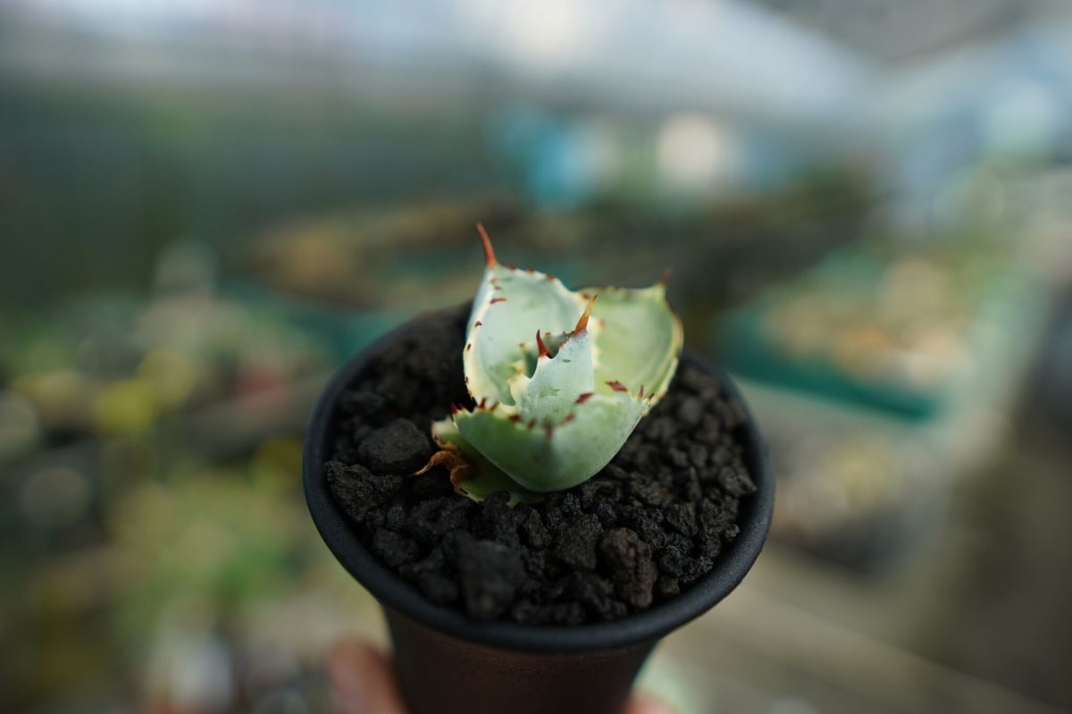 アガベ 兜蟹錦 Agave isthmensis “Kabutogani” variegata