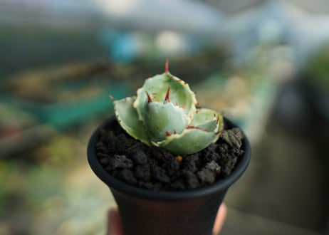 アガベ　兜蟹錦　Agave isthmensis “Kabutogani” variegata  No.2