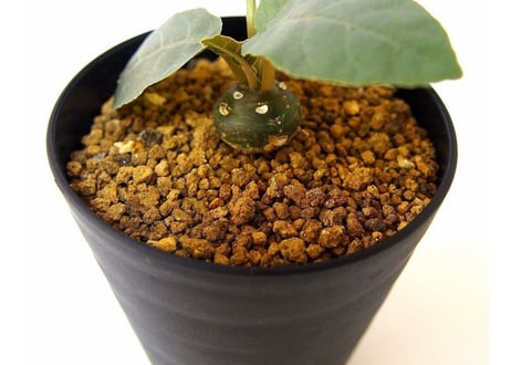 Dorstenia foetida ドルステニア  超ダルマ型 フォエチダ  実生苗