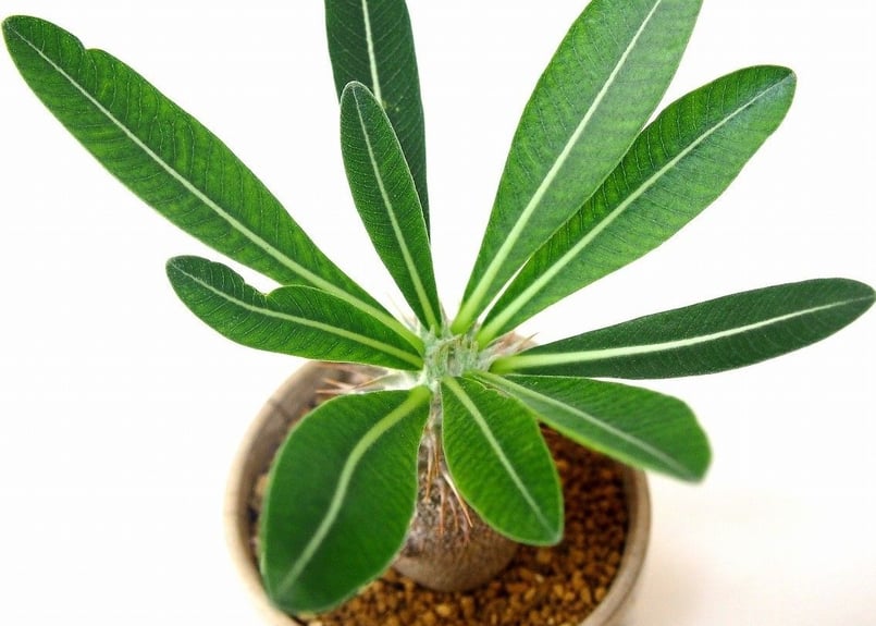 Pachypodium densiflorum パキポディウム デンシフローラム シバ女王の