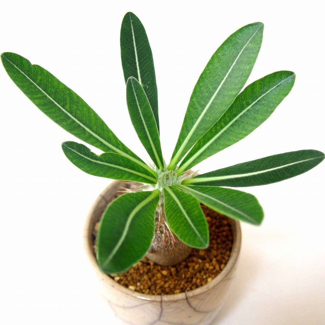 Pachypodium densiflorum パキポディウム デンシフローラム シバ