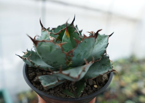 アガベ　チタノタ　 ブラックアンドブルー 　Agave titanota black and blue　NO.5