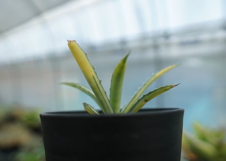 アガベ　マクロアカンサ錦　Agave macroacantha variegata NO.2