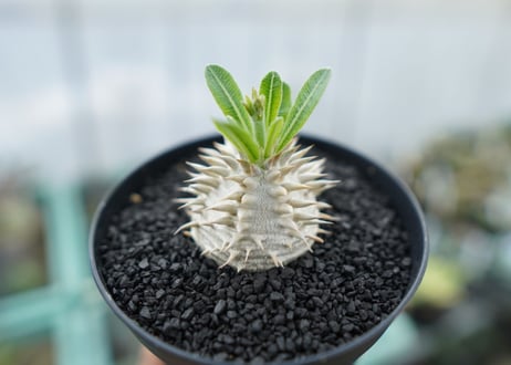 パキポディウム　恵比寿大黒　Pachypodium Densicaule　No.1