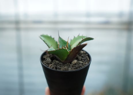 アガベ　チタノタ　ハデス　Agave titanota Hades
