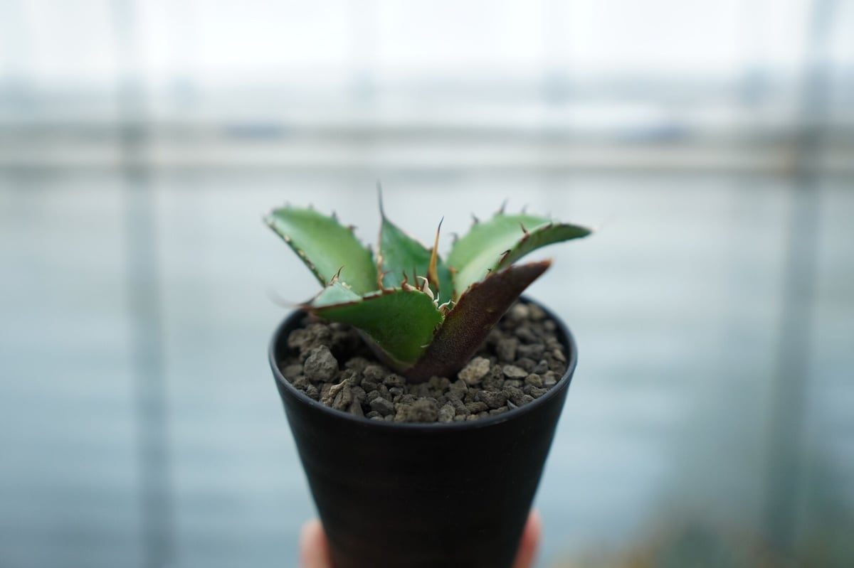 アガベ・チタノタ ハデス アガベ チタノタ ハデス / 黒帝斯 HD-03 | アガベ専門店