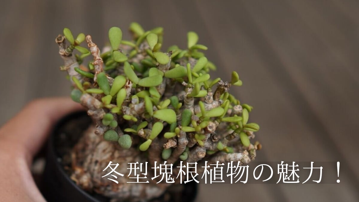 ケラリア ピグマエア 大株 多細枝 良型 発根株 （検索 不穏 冬型塊根  