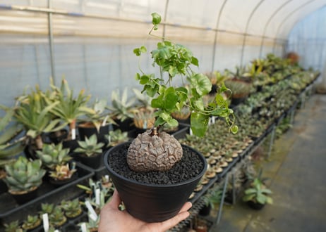 亀甲竜　Dioscorea elephantipes　No.2