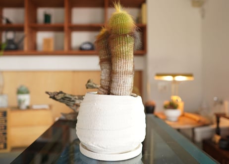 キンコウマル  Eriocactus leninghausii