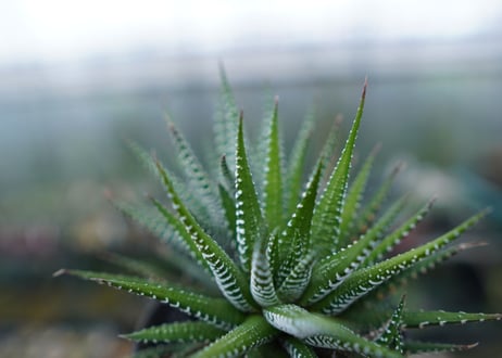 ハオルチア　十二の巻　Haworthia fasciata