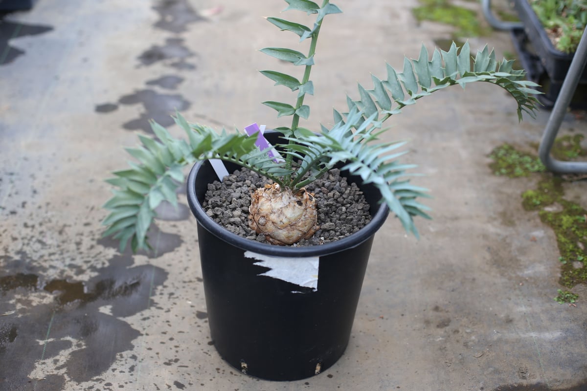 正規輸入種子2粒 エンセファラルトス アレナリウス トゥルーブルー fit=scale-down,w=1200