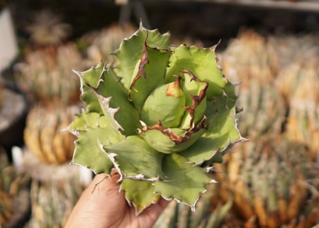 アガベ　titanota  dwarf　No.2