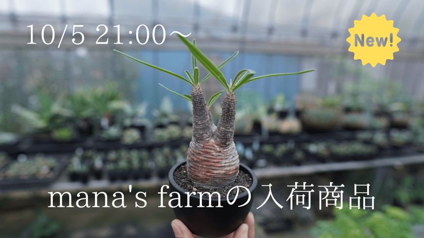 手乗りグラキリスをアップします。 | mana's green:塊根植物販売 手乗りグラキリスをアップします。 | mana's green:塊根植物販売