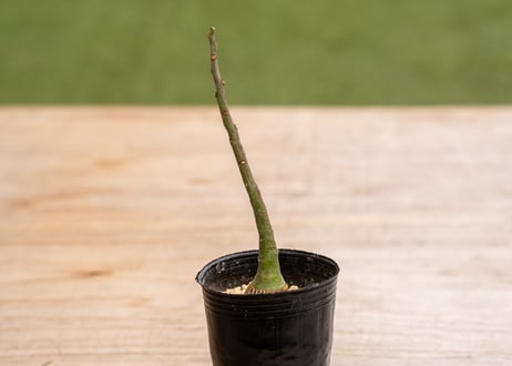 アデニア グラウカ