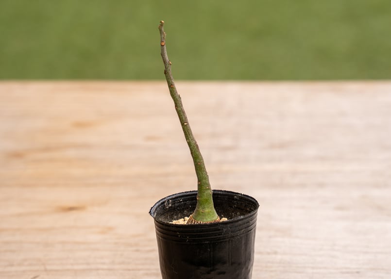 アデニア グラウカ | mana's farm:塊根植物・アガベ・ドライガーデン