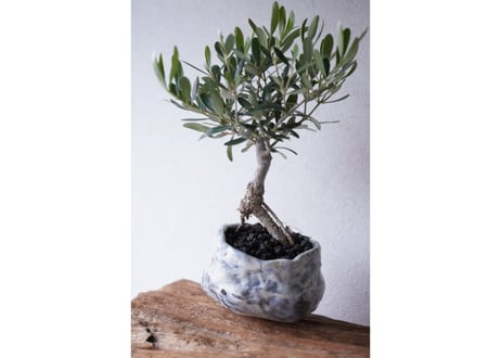 Olive Bonsai