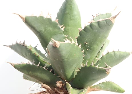 Agave titanota FO-76 compacta dwarf  no.2